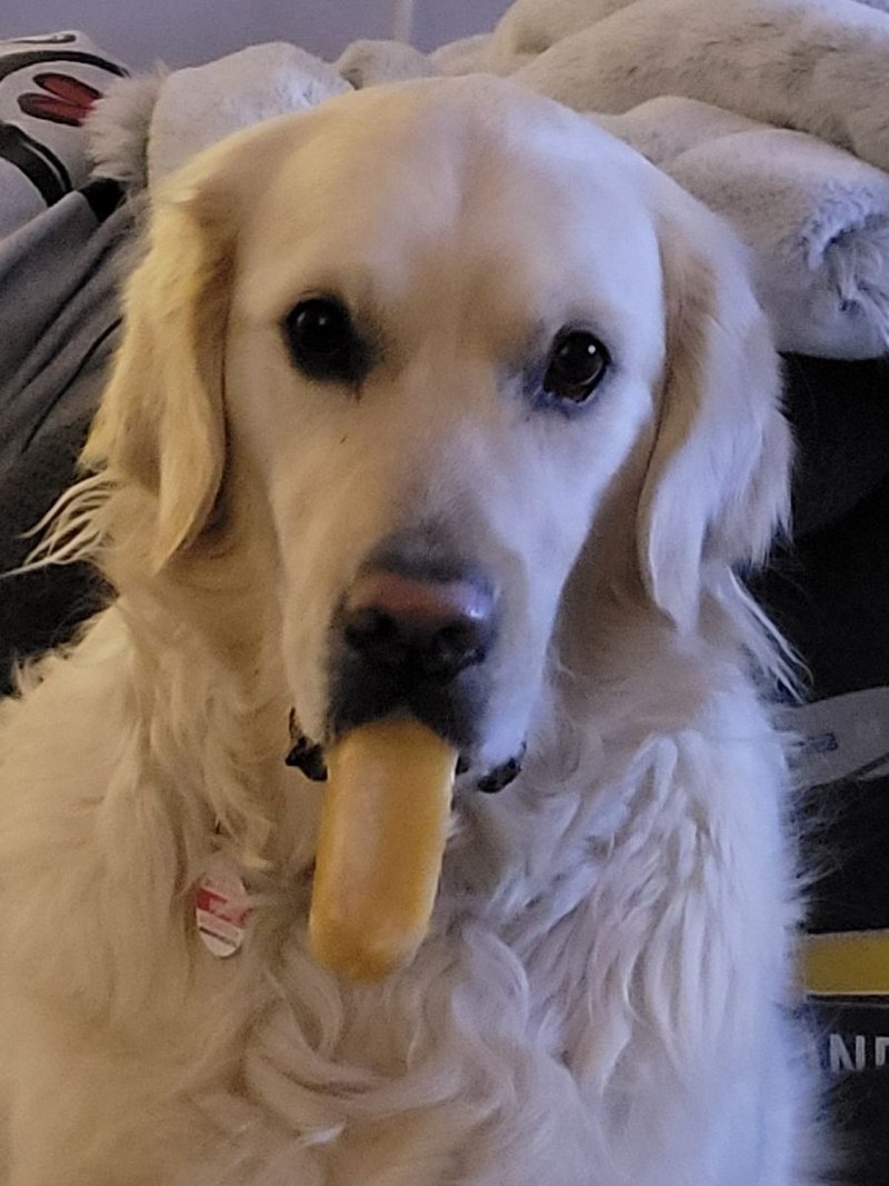 Meah, the English Cream Retriever shop supervisor at Volume Electronics